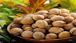 ابلاغ شرایط قرنطینه‌ای واردات گردو از قزاقستان